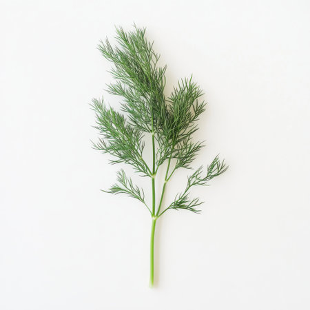 A sprig of dill features delicate, feathery green leaves resting on a pristine white background. This culinary herb adds flavor and decoration to dishes, enhancing visual appeal.の素材