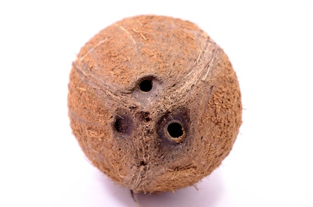 coconutの写真素材