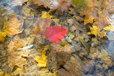 colorful autumn leaves floating on waterの写真素材