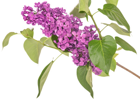 blooming purple branchの写真素材