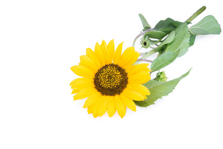 open sunflower lies on a white backgroundの写真素材