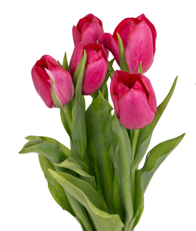 Pink tulips, Bouquet isolated on white backgroundの写真素材
