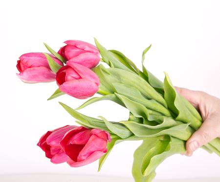 Female hand with a bouquet of pink tulips isolated on whiteの写真素材