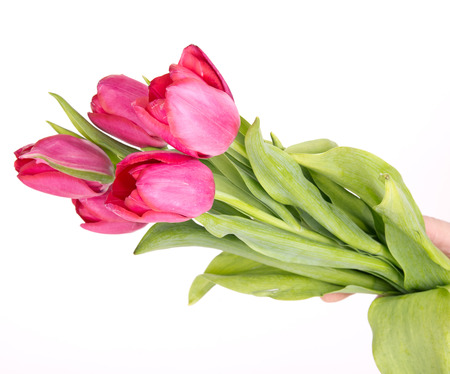 Female hand with a bouquet of pink tulips isolated on whiteの写真素材