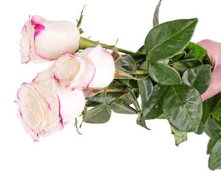 Bouquet of white roses. isolateの写真素材