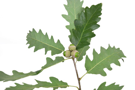 green acorns on a white background