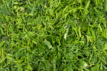 finely chopped dill close-up backgroundの写真素材