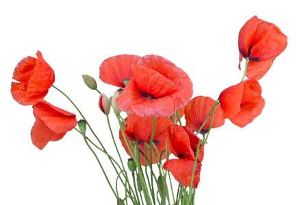 red poppy isolated on whiteの写真素材