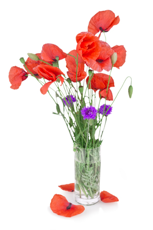 red poppy isolated on whiteの写真素材