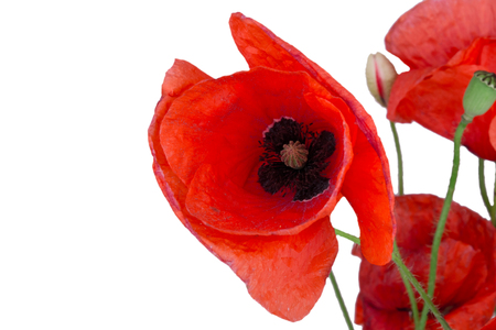 red poppy isolated on whiteの写真素材