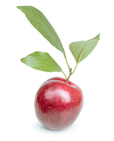 Three plums with leaves on white backgroundの写真素材