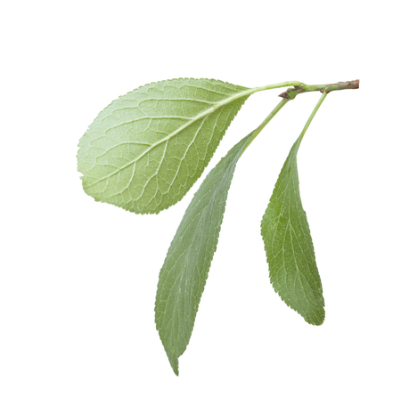 branch of plum isolated on a white backgroundの写真素材