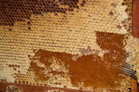 Close up of human hand extracting honey from yellow honeycomb. Beekeeper cuts wax off from honeycomb frame with special forkの写真素材