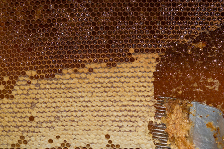 Close up of human hand extracting honey from yellow honeycomb. Beekeeper cuts wax off from honeycomb frame with special forkの写真素材