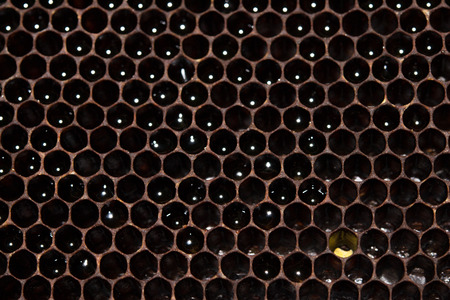 Fragment of honeycomb with full cellsの写真素材