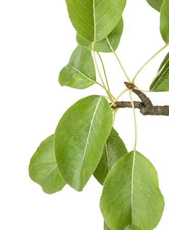 branch of pear isolated on a white backgroundの写真素材