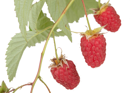 juicy raspberries on a white background