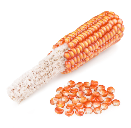 Dried corn seed on white backgroundの写真素材