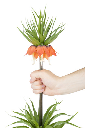 Flower royal crown in the handの写真素材