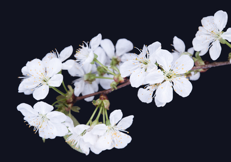 Spring Cherry blossoms in full bloomの写真素材