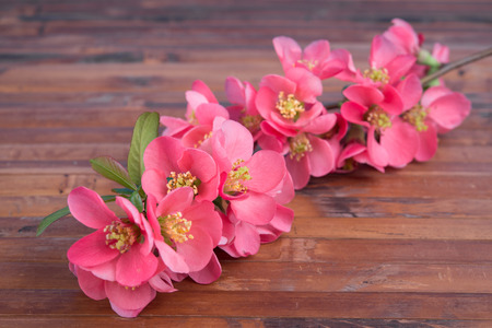 branch with cherry pink blooming flowers on aged wooden tableの写真素材