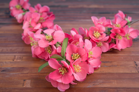 branch with cherry pink blooming flowers on aged wooden tableの写真素材