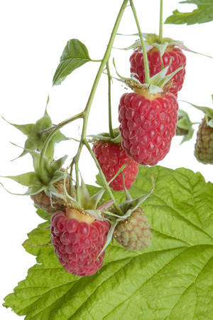 juicy raspberries on a white backgroundの写真素材