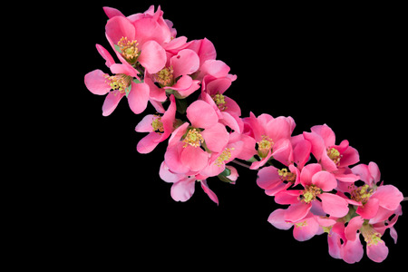 Cherry blossom ,sakura flower, isolated on black backgroundの写真素材