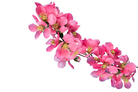 Cherry blossom ,sakura flower, isolated on white backgroundの写真素材