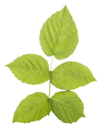 Green raspberry leaf on a white backgroundの写真素材