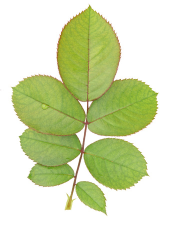 Rose leaves closeup on white backgroundの写真素材