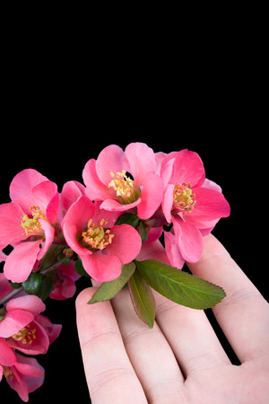 man hand with sakura or cherry tree. Vertical photoの写真素材