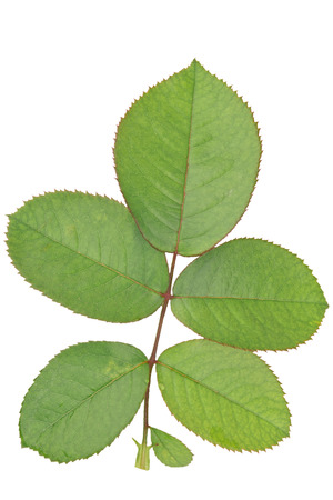 Rose leaves closeup on white backgroundの写真素材