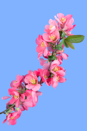 Cherry blossom ,sakura flower, isolated on blue backgroundの写真素材