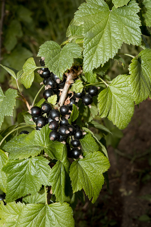 Black and juicy fresh blackcurrant berries growing on the plant.の写真素材