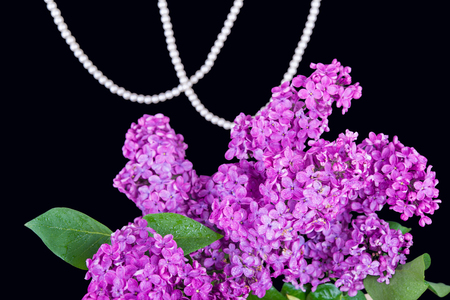 The beautiful lilac on a black backgroundの写真素材