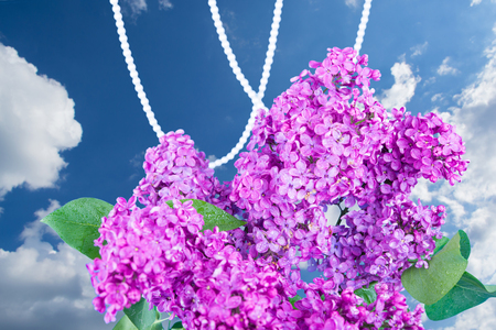 branch of lilac flowers with the leaves on blue sky backgroundの写真素材