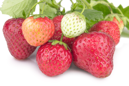 Strawberry Isolated on white backgroundの写真素材