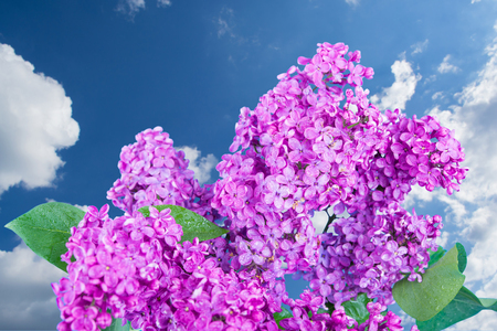 Beautiful lilac isolated on blue backgroundの写真素材