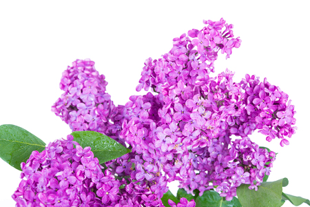 Beautiful lilac isolated on white backgroundの写真素材