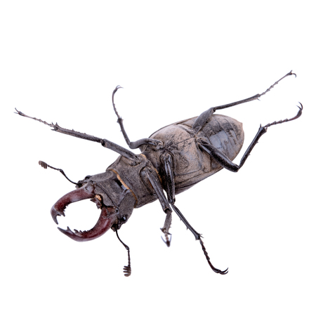 Male stag beetle, Lucanus cervus isolated on white backgroundの写真素材