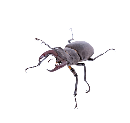 Male stag beetle, Lucanus cervus isolated on white backgroundの写真素材