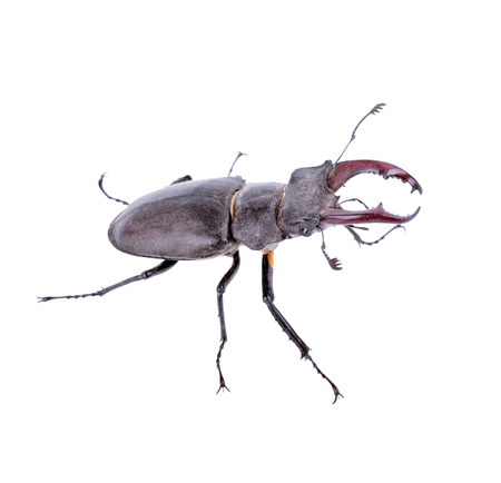 Male stag beetle, Lucanus cervus isolated on white backgroundの写真素材