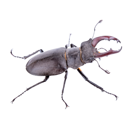 Male stag beetle, Lucanus cervus isolated on white backgroundの写真素材