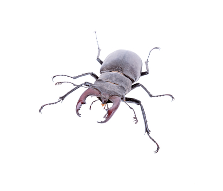 Male stag beetle, Lucanus cervus isolated on white backgroundの写真素材