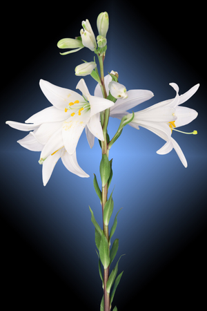 white lily flower on a blue backgroundの写真素材
