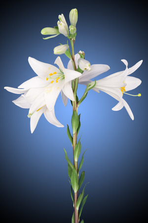 white lily flower on a blue backgroundの写真素材