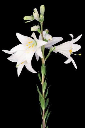white lily flower on a black backgroundの写真素材