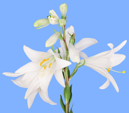 white lily flower on a blue backgroundの写真素材