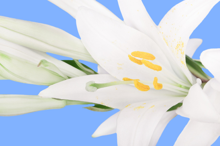 white lily flower on a blue backgroundの写真素材